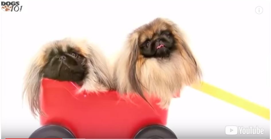 Top 10 smallest dog breeds