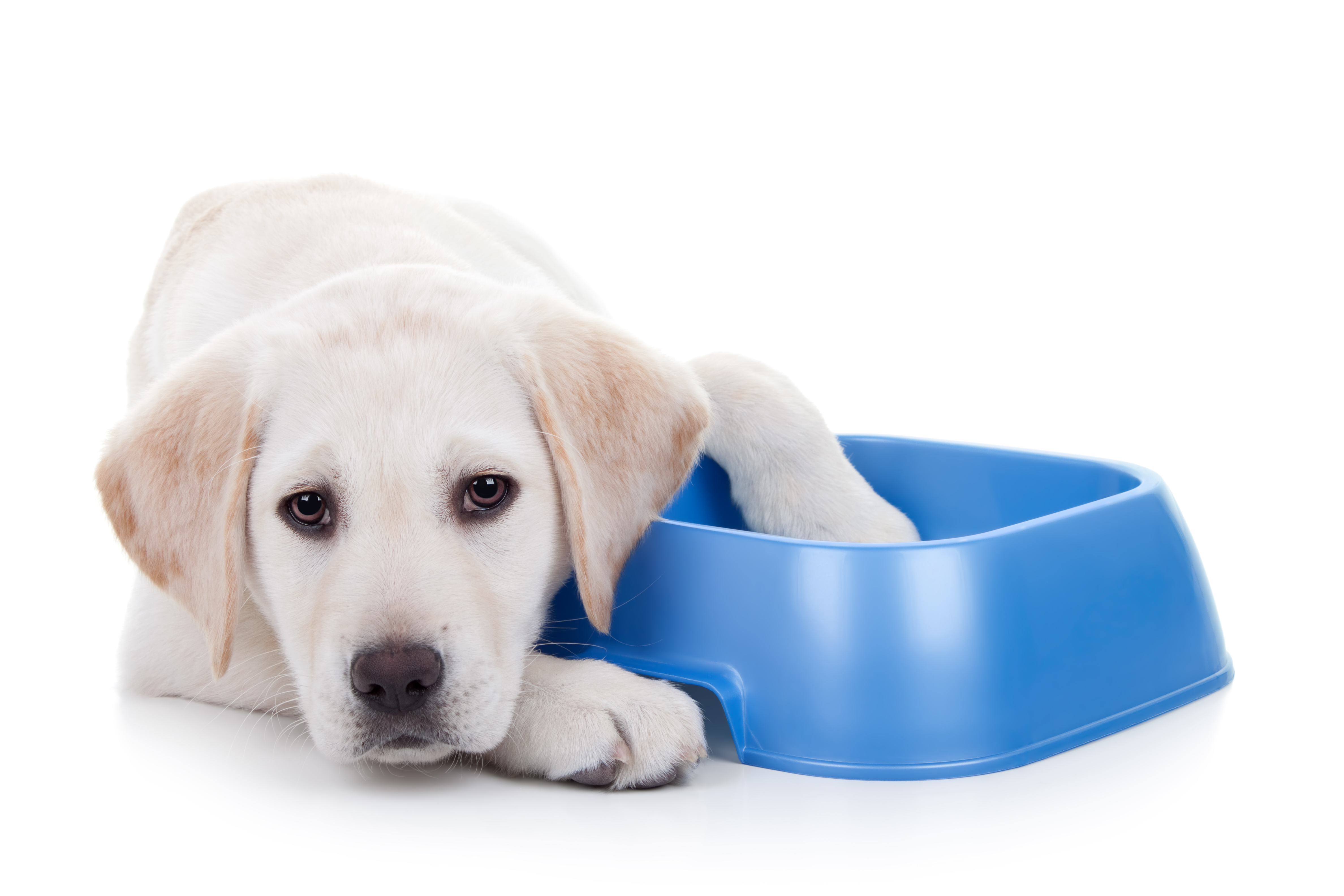 What Is The Best Food For Puppies Australia