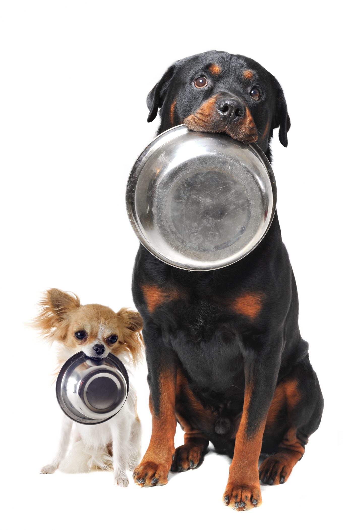 When to switch to adult dog food, for small and large breeds