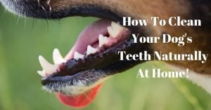 How To Clean Your Dog's Teeth Naturally At Home