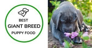 Best Large And Giant Breed Puppy Food