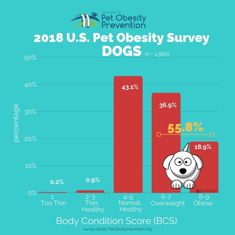 Dog Obesity Survey