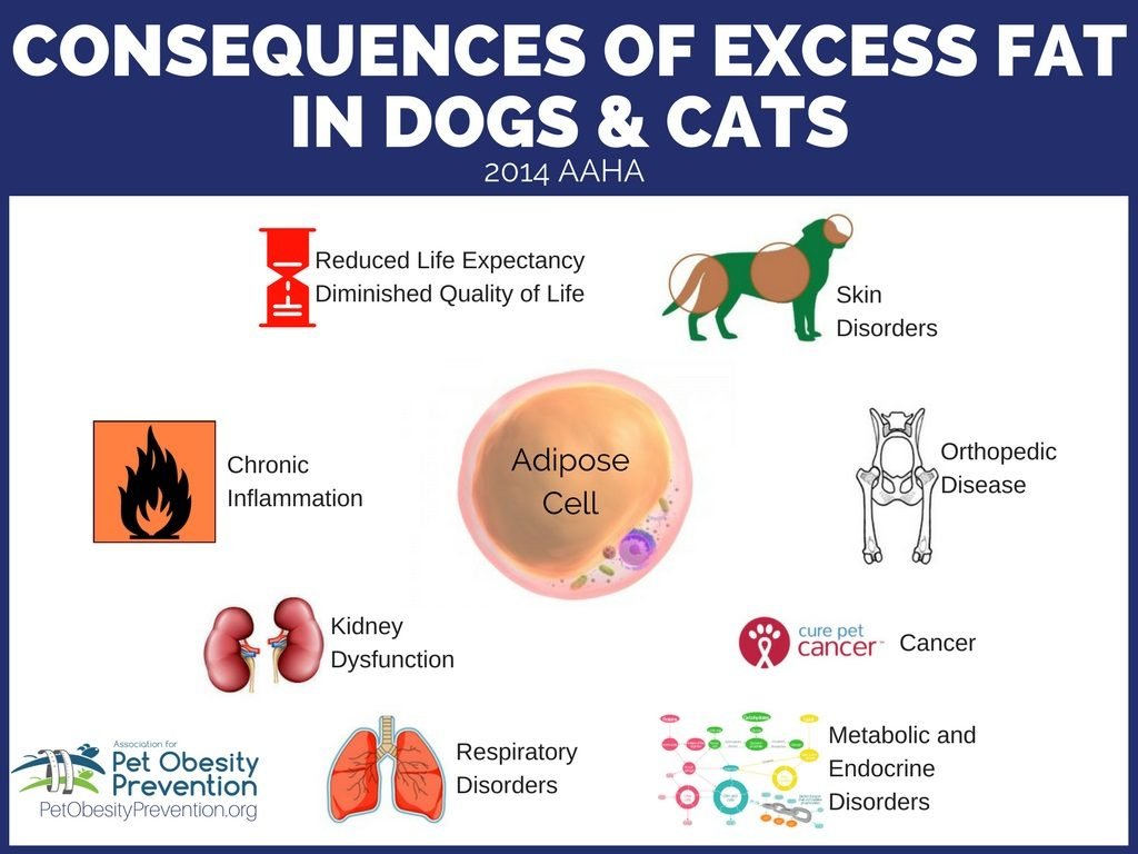 Health risks for fat dogs