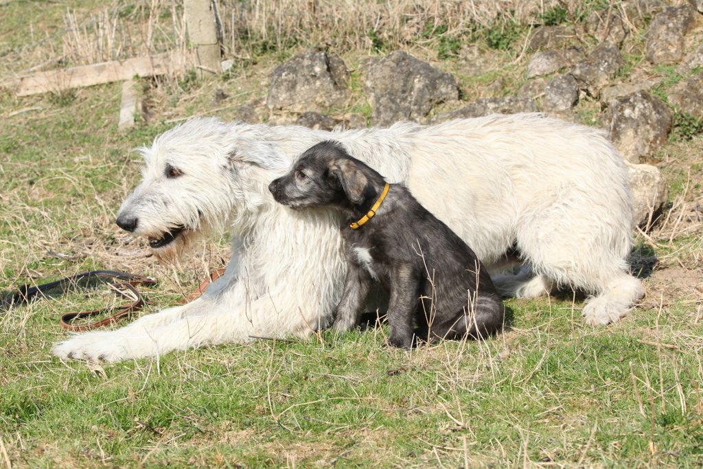 Irish Wolf Hound With Puppy, A Giant Breed.