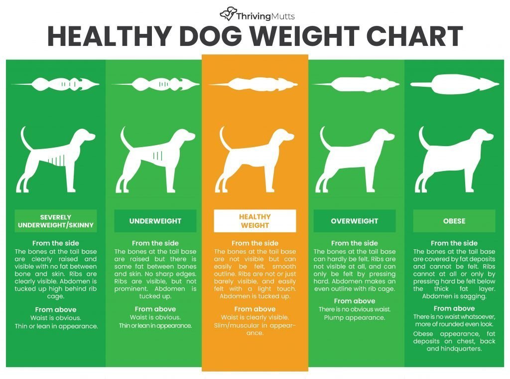 Is My Dog Too Skinny Chart