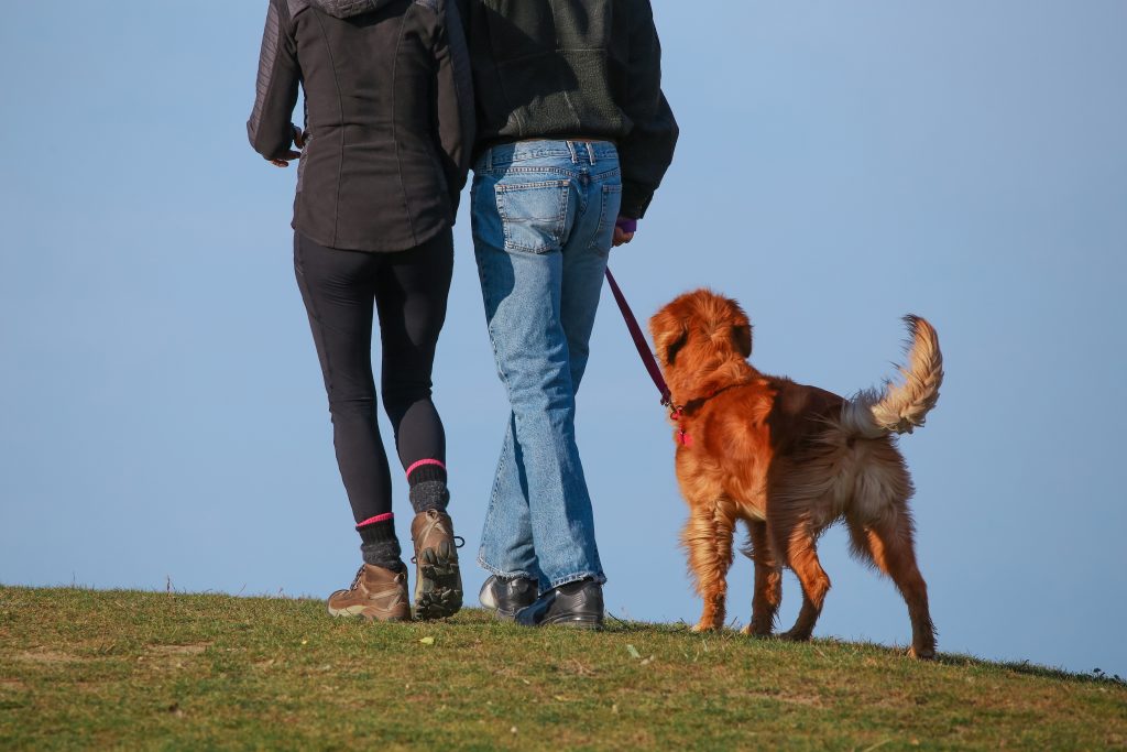 Happy healthy dog and owners