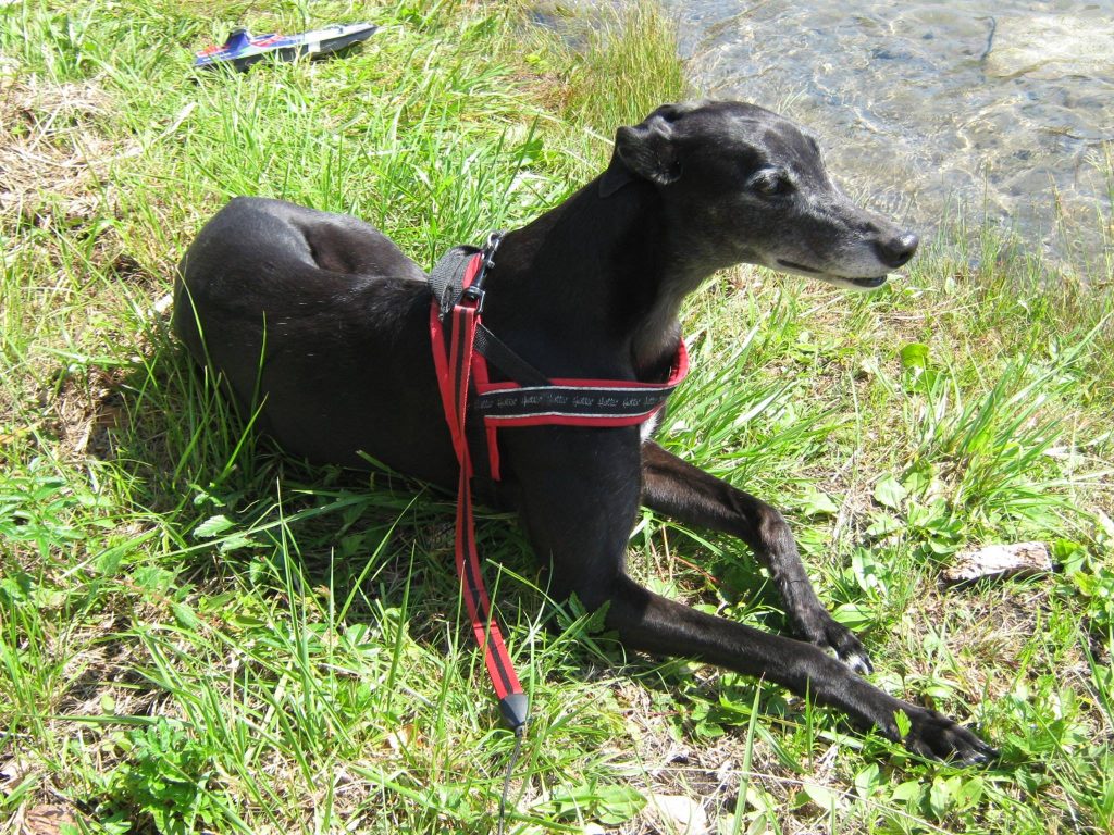 Dina the gorgeous greyhound at the summer cottage