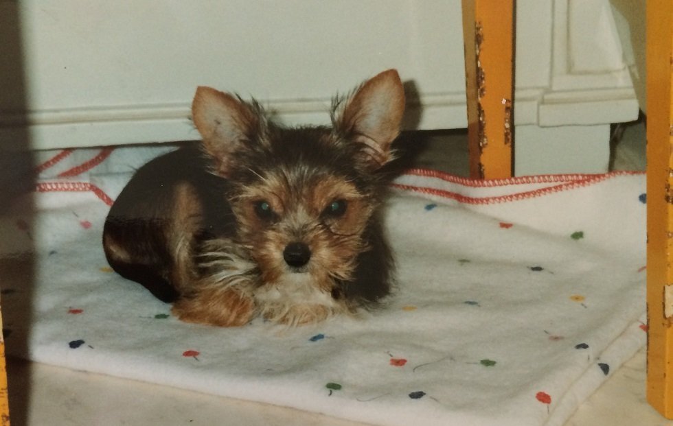 Ellen as a puppy