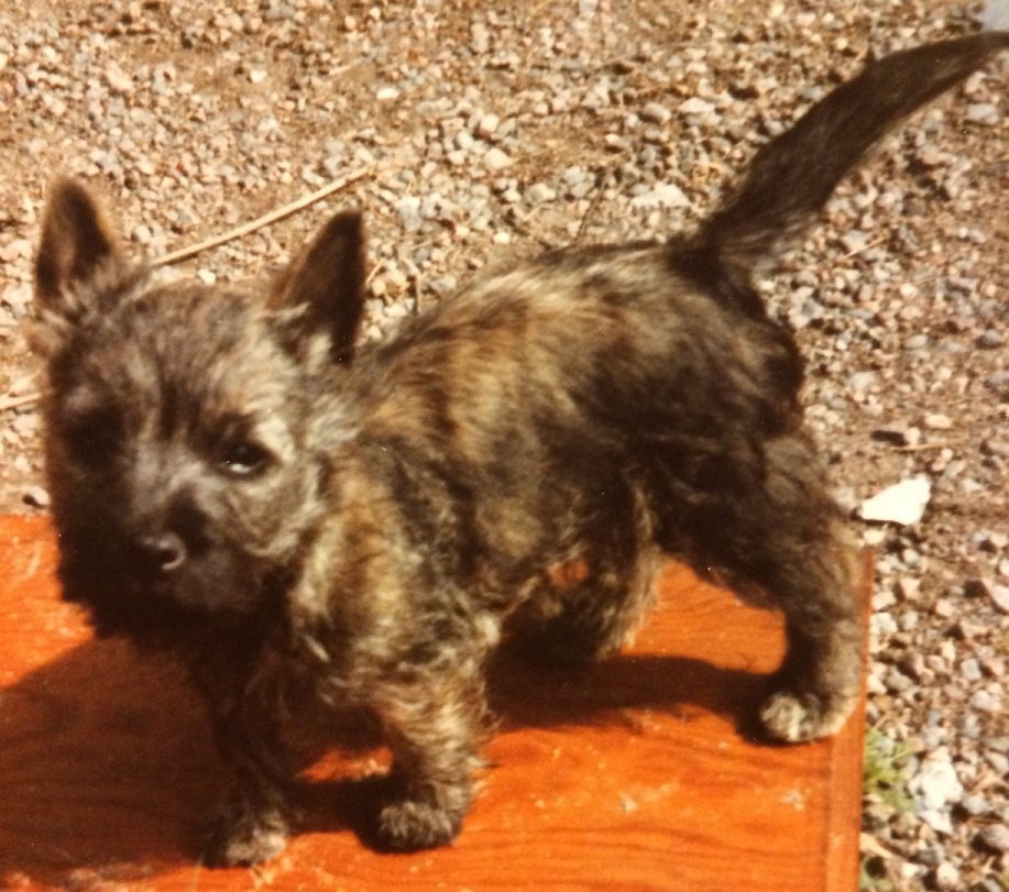 Emma the Cairn Terrier when puppy