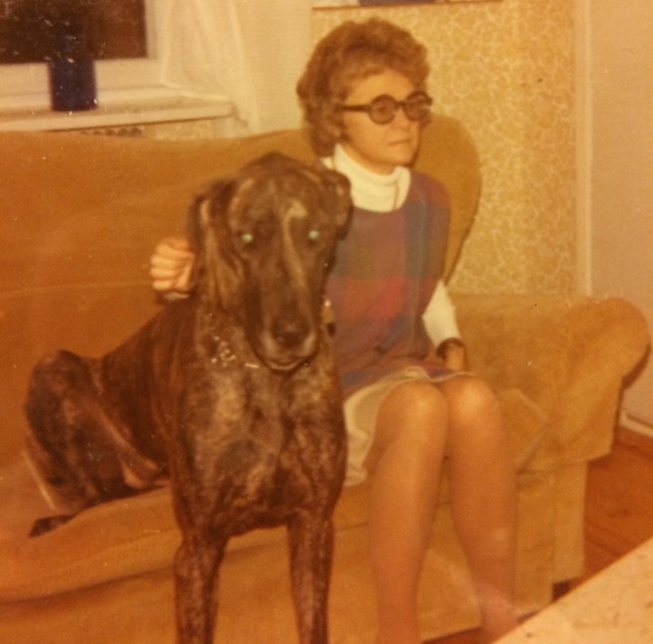 Peggy the Great Dane lapdog