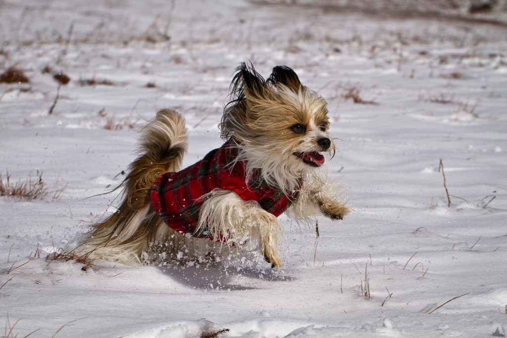 Playing is excellent movement for dogs.