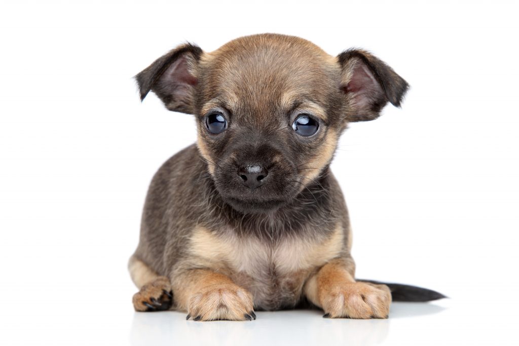 best puppy food for mixed breeds