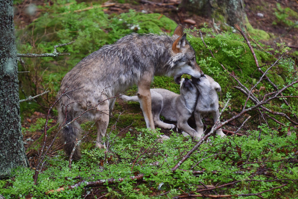 Gray wolf baby-sitting pups