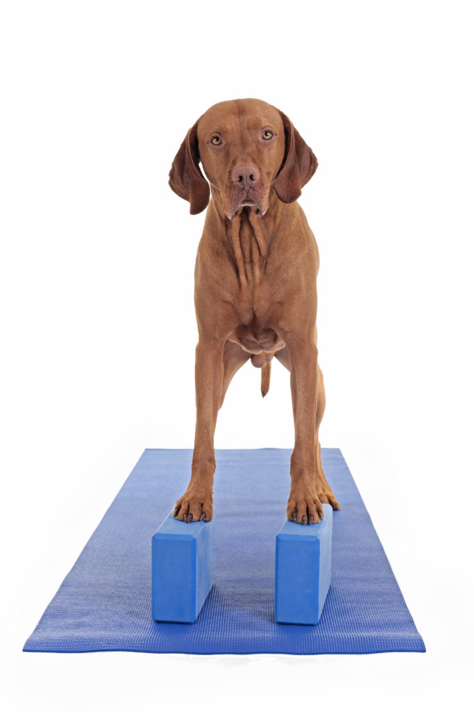 Dog balancing exercise