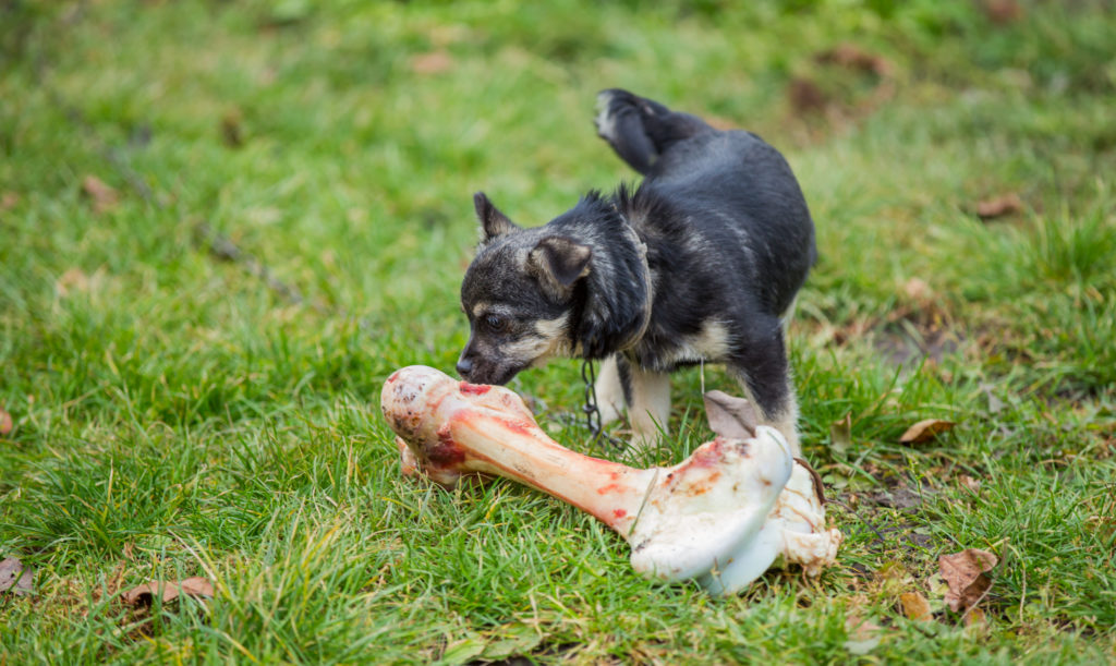  Chew a bone - Coronavirus-friendly dog activity