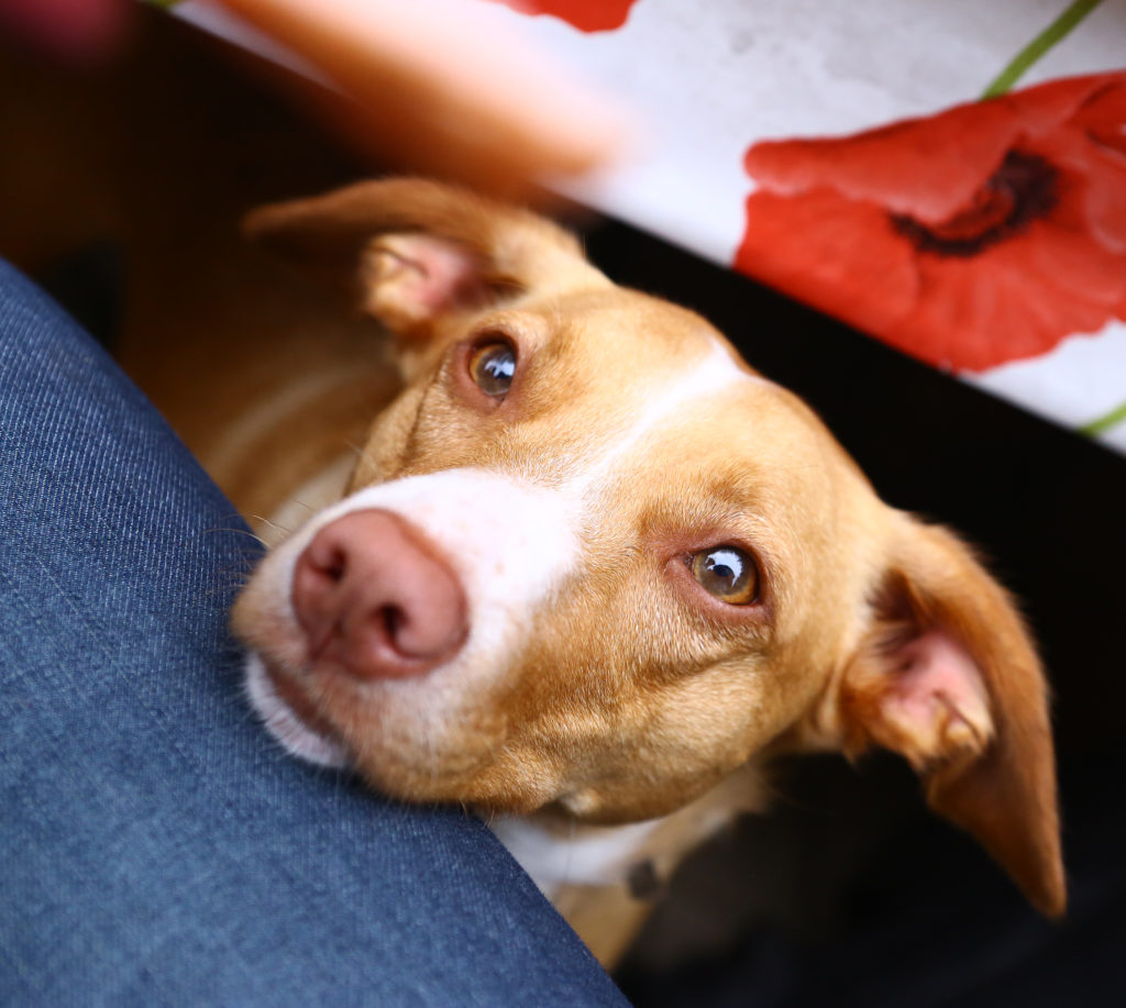 Dog demands cuddles - but really asking who's the leader!