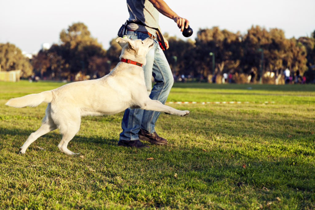 Dog training, teach your dog heel.